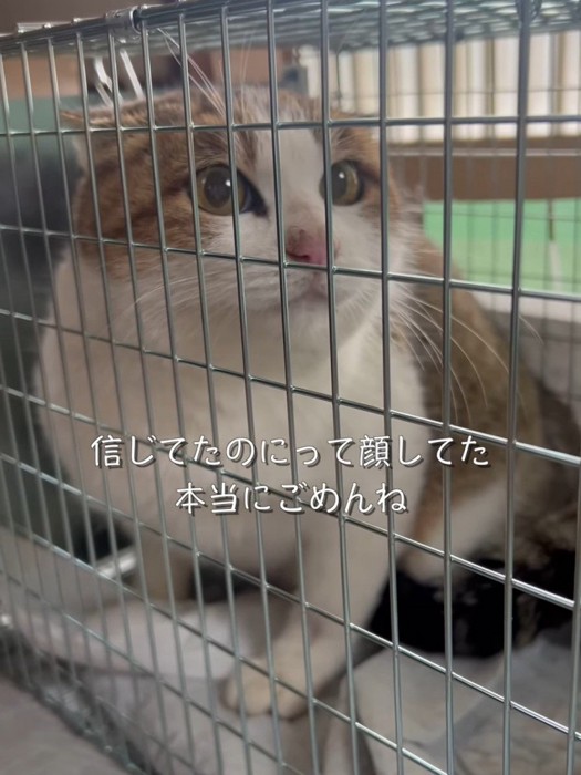 怯えた顔の猫