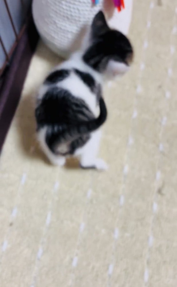 向こうに歩いて行く子猫