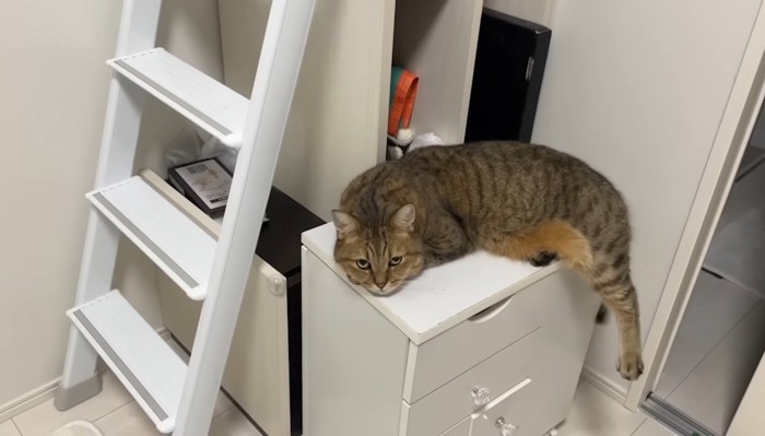 前足の上に顎を乗せて