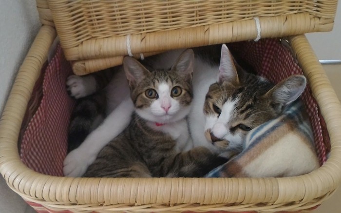 子猫時代の“ちょこ先輩”と先代のキジ白猫