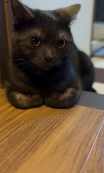 廊下で香箱座りをしている黒猫