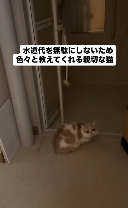 佇む猫