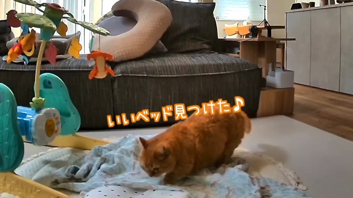 いいベッド見つけた♪