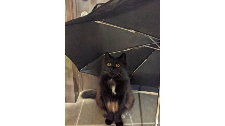 室内にいる猫