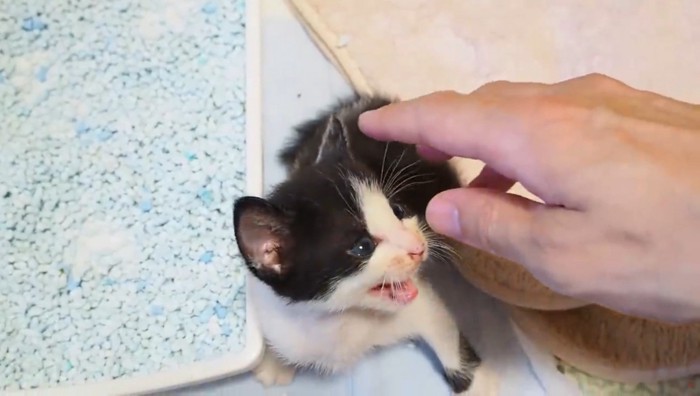 鳴いている子猫