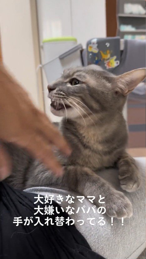 少し口を開ける猫