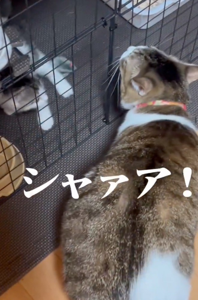 子猫を威嚇する猫