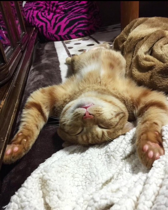 仰向けで寝る猫