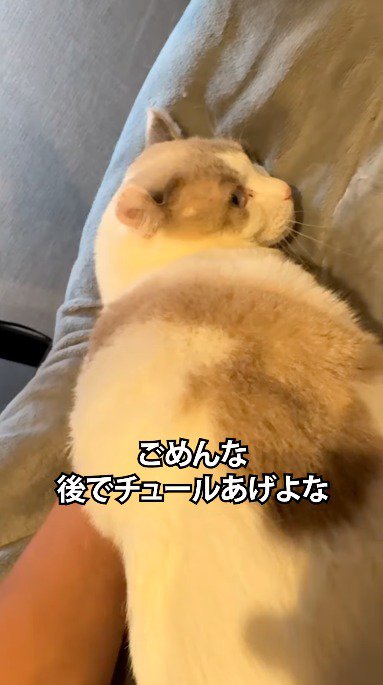 ベッドの上で飼い主に撫でられる猫