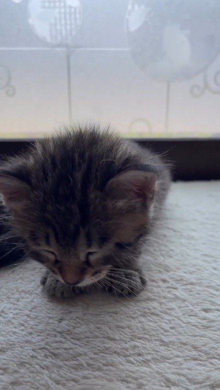 その場で寝落ちする子猫