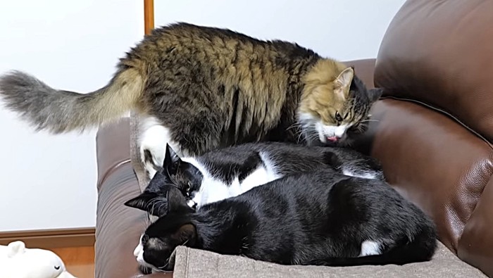 毛づくろいをする長毛猫