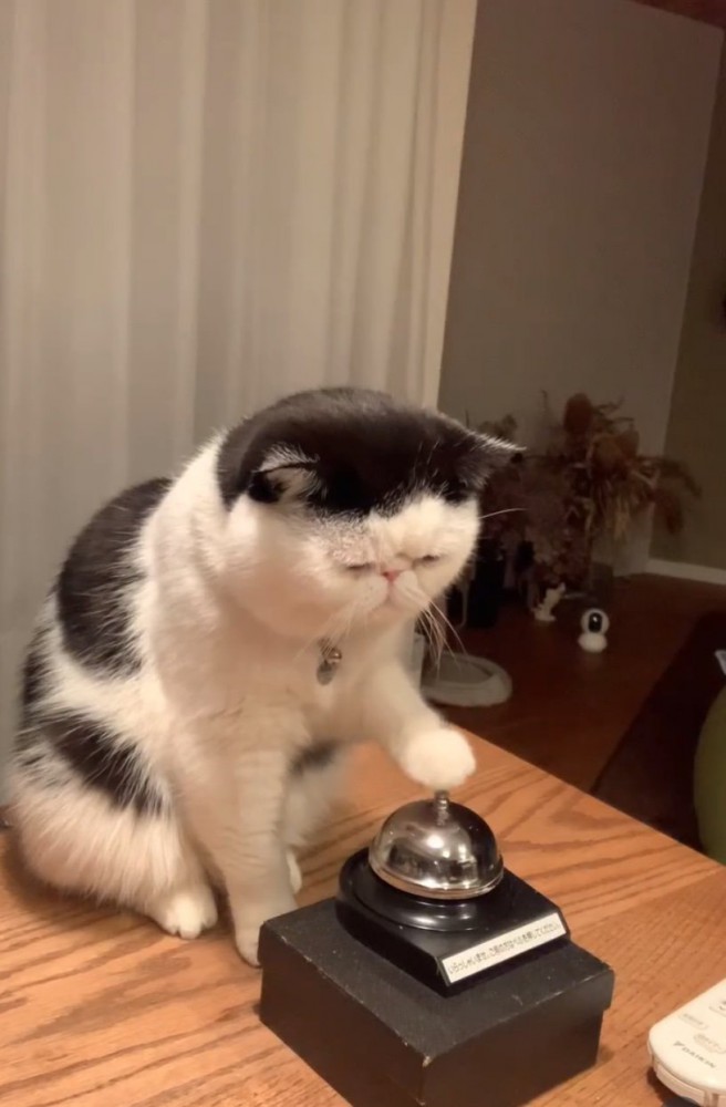 ベルを鳴らす猫