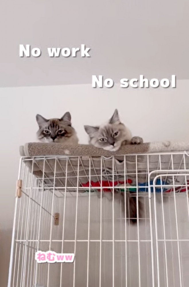 見下す2匹の猫