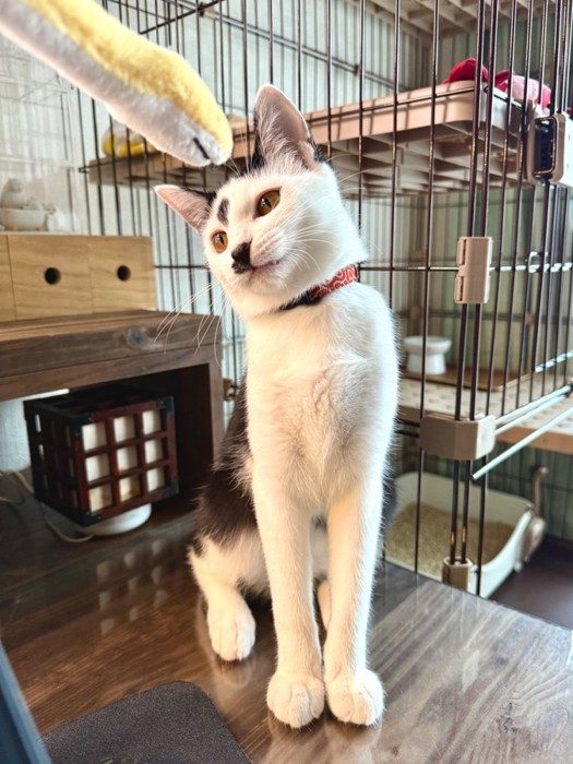 足がすらりとした猫