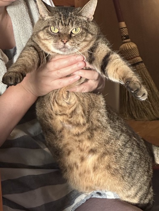 捕まったキジトラ