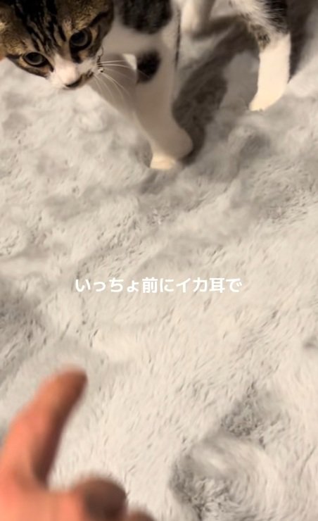 飼い主に猫パンチしようとしている猫