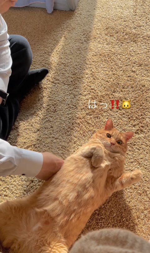 カメラ目線でへそ天している猫