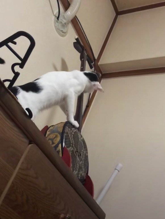 三線に近寄るハリーくん