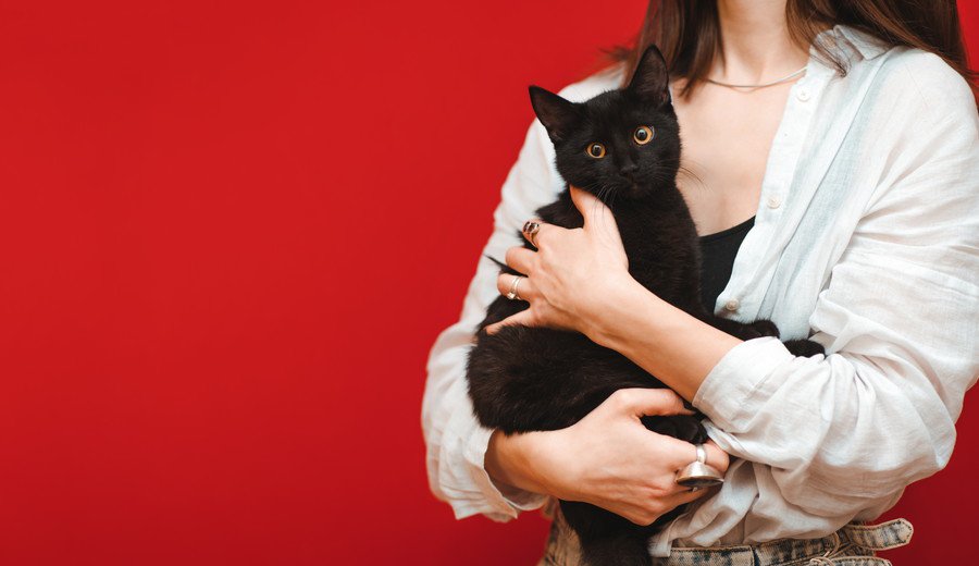 女性に抱かれる黒猫