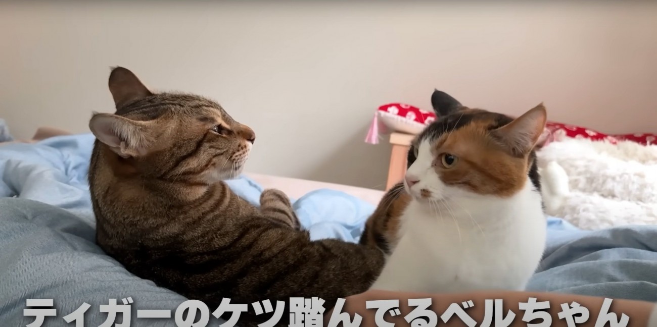 イカ耳の2匹の猫