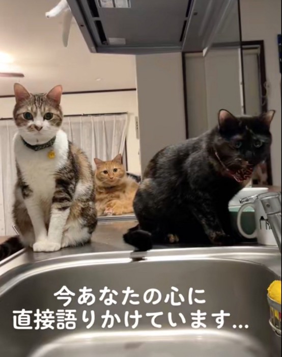 キッチンにやってきた猫たち
