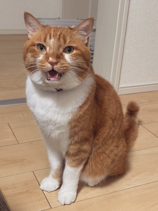 お座りするごま太郎くん