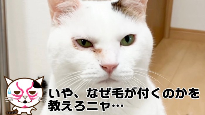 見つめる猫