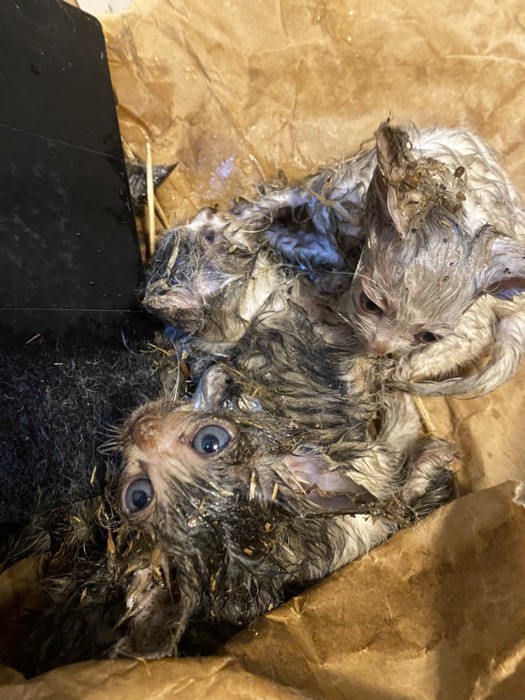 粘着剤まみれの子猫