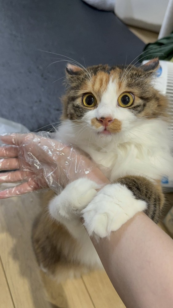 見つめるニコちゃん