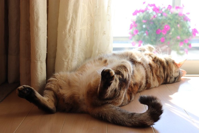 仰向けでお尻を向ける猫