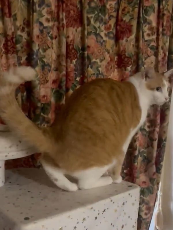 キャットタワーの上の猫