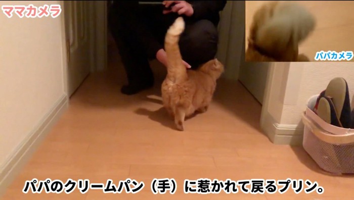 男性に背中を撫でられる猫