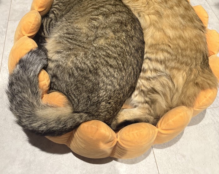 ベッドに入った猫