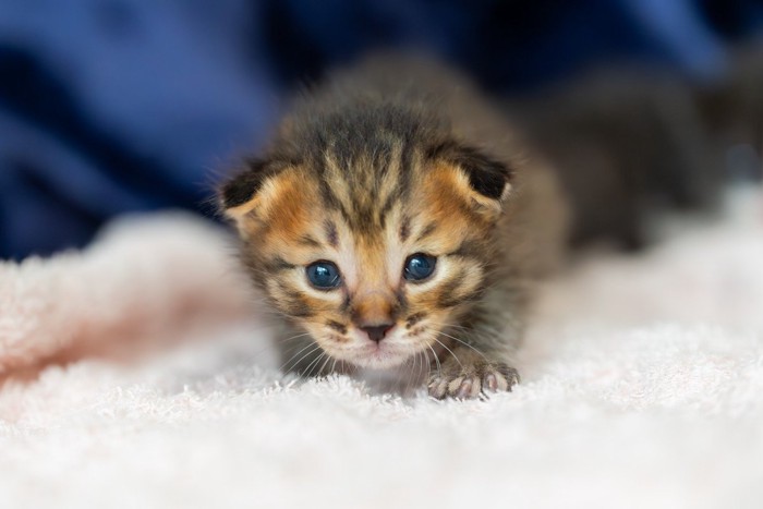 キトンブルーの瞳の子猫
