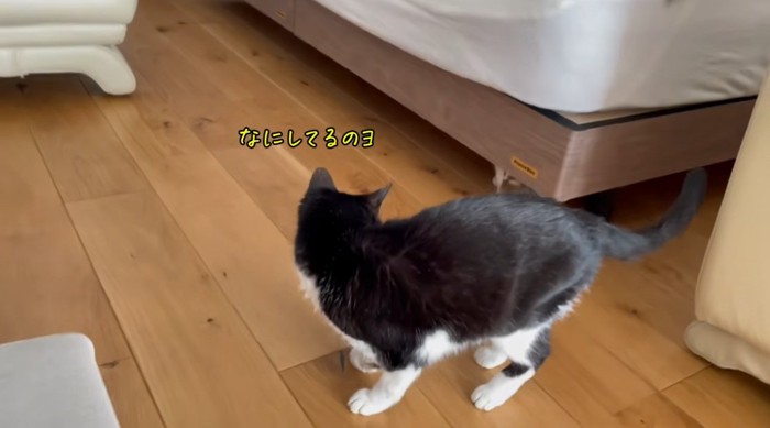 ベッドの下に隠れている猫をみる猫