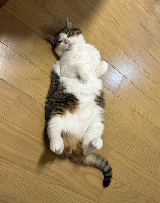 姉のモカちゃん