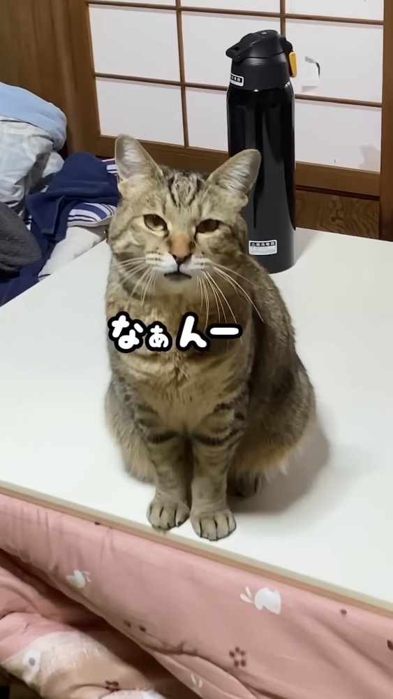 こたつの上に乗る猫