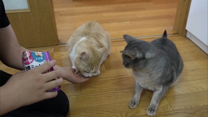 おやつをもらうスコティッシュフォールドとアビシニアン