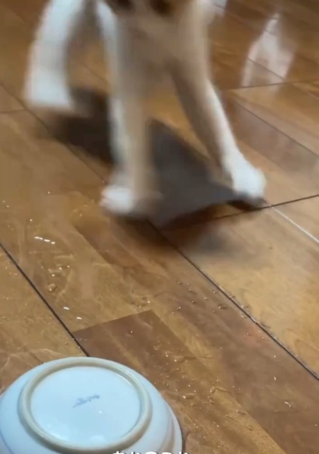 再びサイドステップするのんちゃん