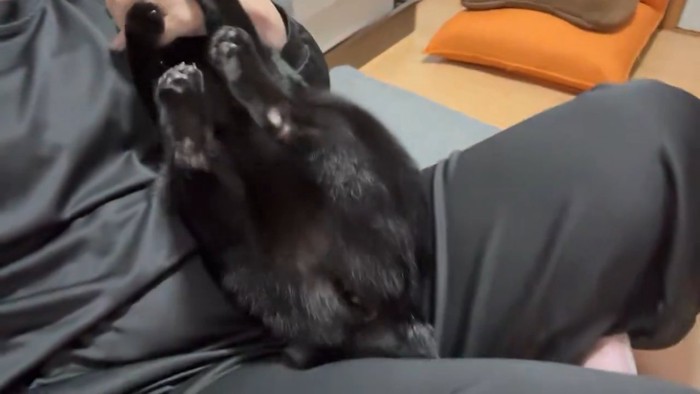 猫の後ろ足