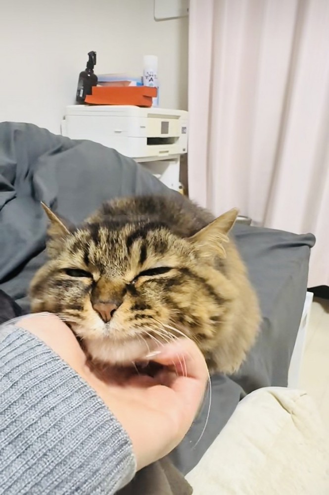飼い主さんに顎を撫でられるキジトラ猫