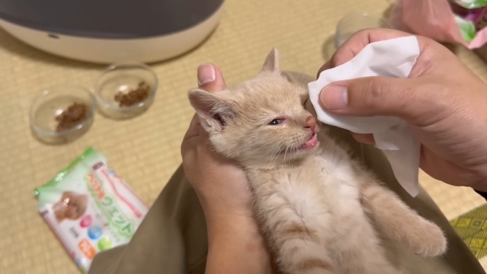 顔を拭かれる茶トラくん