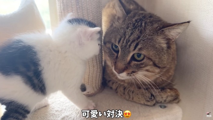 テロップ「可愛い対決」