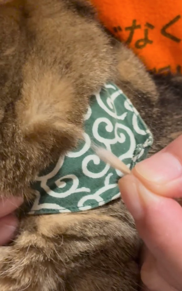 綺麗に抜けた毛