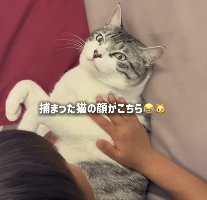 長男くんに寝かしつけられる保護猫