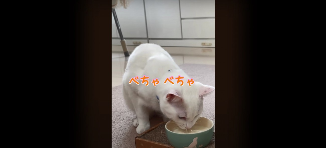 ミルクを飲む猫