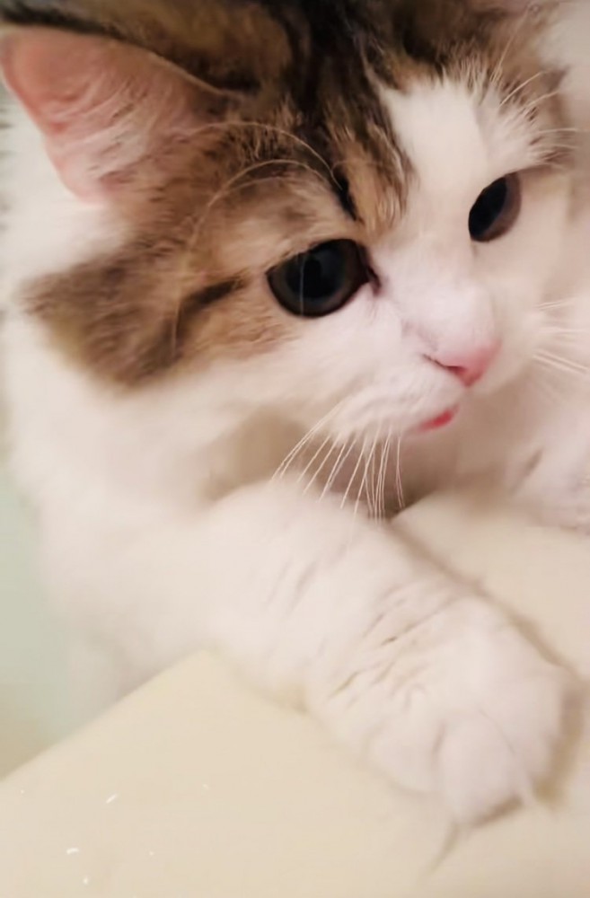 バスタブに両手をついて鳴くミヌエット