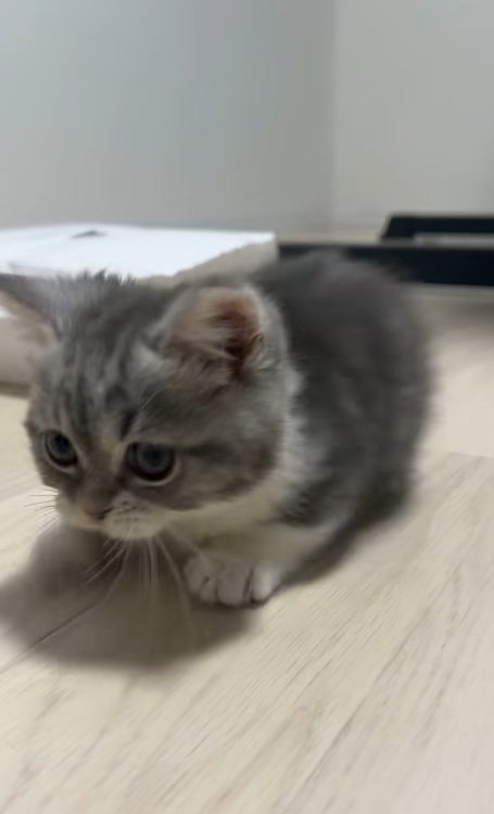 紙袋の中からでてくるミヌエットの子猫