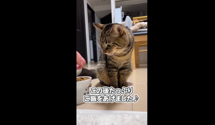 カリカリを食べる猫