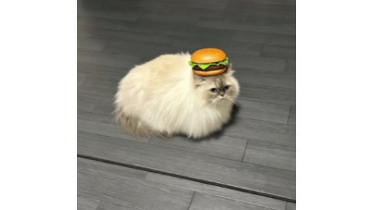ハンバーガーを乗せられた猫